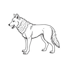 wolf vector illustration