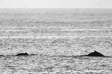 Fototapeta premium Kona, Hawai'i, USA