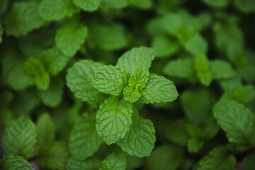 Fresh green mint leaves with vibrant texture and color