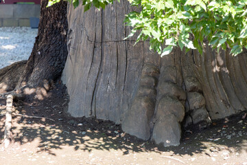 The ancient camphor tree at Toshogu Shrine in Tokyo features a deeply grooved trunk and sprawling roots