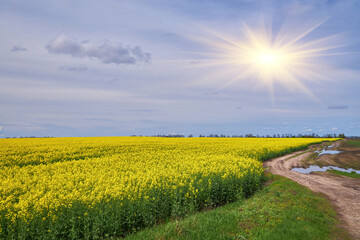 Dirt Road by Rapeseed Field