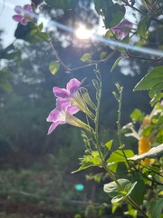 pink flowers in the garden on a sunny day