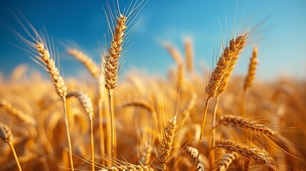 Rolling golden wheat fields under bright blue sky copy space for text placement
