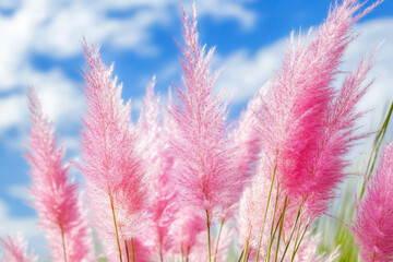 Pink grass in the sunlight, with blue sky and white clouds in background.