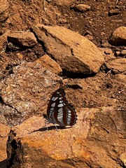 black and white butterfly on the rock