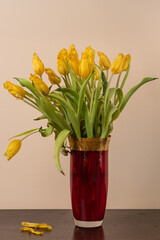 Wilted yellow tulips on a neutral beige background