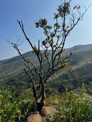a tall tree standing strong  in the mountains