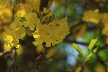 Caribbean trumpet-tree (Tabebuia aurea) 
Beautiful flowers of Thailand in the Kasetsart University Kamphaeng Saen campus ,Thailand