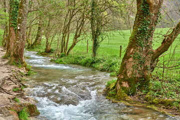 Rushing Turquoise Stream Flowing Through Lush Greenery with Frothy White Water Surrounded by Verdant Plants and Grasses in a Serene Natural Setting. Serene Natural Landscape with Gently Flowing River