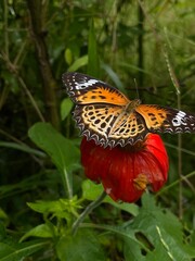 monarch butterfly on a flower