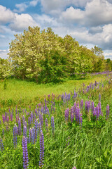Field of Lupines in Sunlight