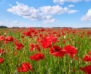 Red Poppy Field Under Blue Sky