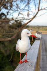The BIG seagull on wood walkway in nature garden