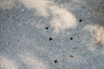 close up of dry four round small goat droppings, poop or organic fertilizer on the ground