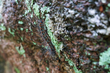 Selective focus Macrobrochis gigas caterpillars, black with soft white fluff on mossy rocks at the beginning of the rainy season. These caterpillars are non-poisonous and in the middle of lush forest.