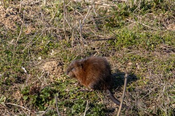 Muskrat in Natural Habitat