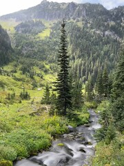 Fototapeta premium beautiful green meadows, flowers, pine forests, and extended exposure in Lodi Creek in the Berkeley Park area in Rainier National Forest Washington state USA