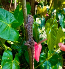lizard on a branch in a garden 
