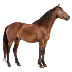 Obraz premium Equus Giganteus AI Generated Image