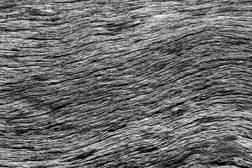 Beautiful black and white texture background. Strong tree skin pattern.