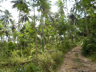 Winding Dirt Trail Through a Lush Tropical Forest with Coconut Trees and Sunlight