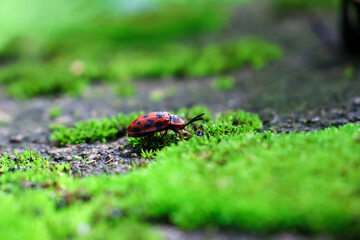 selective focus Orange ladybug with black spots on bright green moss in a moist forest in Thailand. Beautiful rainy season insect. Epistictina on moss.