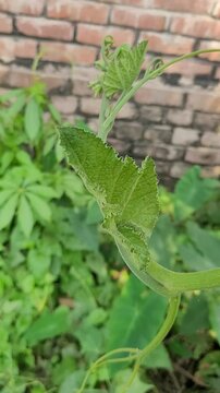 small tree growup into nature