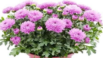 Vibrant Pink Chrysanthemum Flowers Blooming Beautifully in a Lush Green Garden Setting