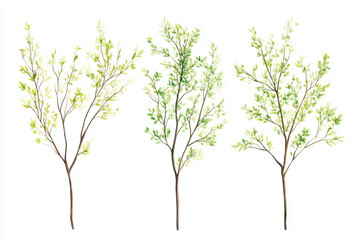 set of slim green tree isolated on white background