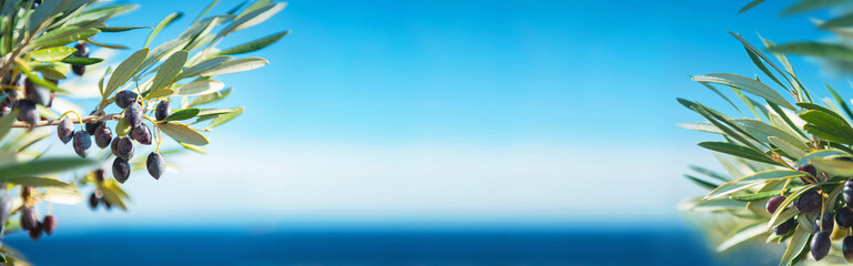 Mittelmeer und Olivenbäume XXXL Panorama