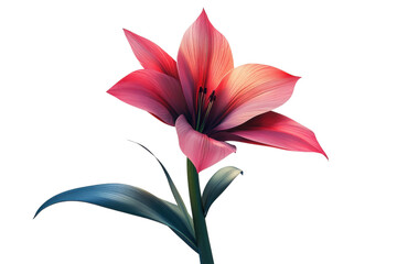 Fototapeta premium pink lily isolated on white background