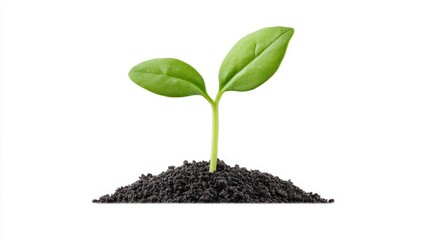 Fresh green sprout emerging from rich soil