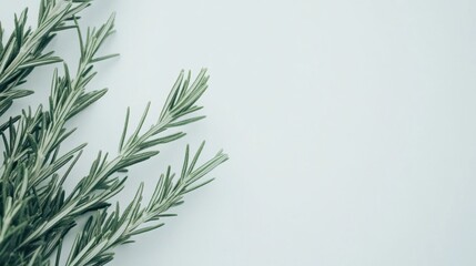 Fresh rosemary sprig on white.