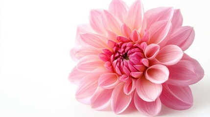 Closeup of a Delicate Pink Dahlia Flower Blossom on White Background