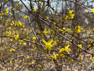 Yellow forsythia flowers in spring