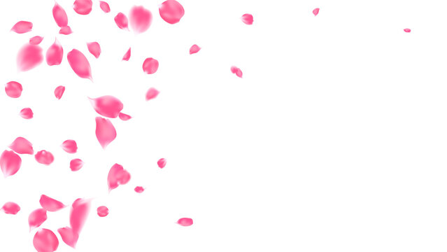 Romantic event background with realistic pink rose petals floating motion vector. floral wedding invitation, Valentine or Mother day card