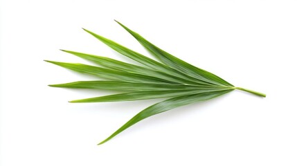 A vibrant green palm leaf isolated.