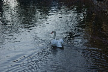 倉敷美観地区　春宵まつりの一日