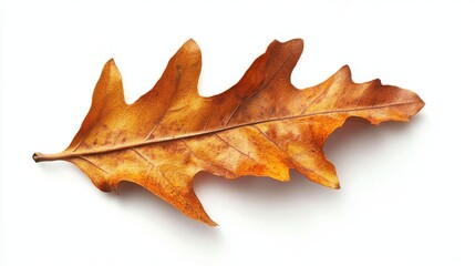 Obraz premium A macro shot of an oak leaf.