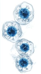 Four blue cell structures are delicately illustrated on a white backdrop, displaying intricate internal connections and translucent outer layers.