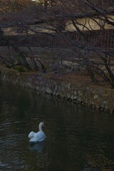 倉敷美観地区　春宵まつりの一日