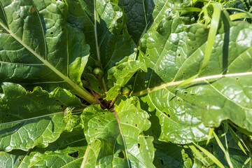 Mandragora, a genus in the nightshade family, consists of plants commonly called mandrakes.