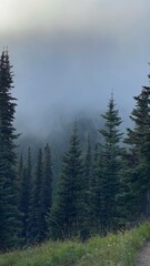 foggy morning in cascade mountain pine forest in Glacier Basin Mount Rainier National Park