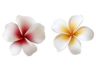 Naklejka premium Two separate plumeria flowers display their delicate petals, one featuring deep red shades at the center and the other showcasing soft yellow tones. The natural beauty is evident in the floral details