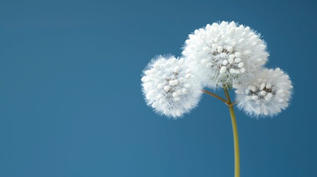 A crisp, detailed close-up of a dandelion puff with individual seeds glistening in the sunlight, showcasing the intricate beauty of natureâ€™s design. , Minimalism Clean and clear background color,