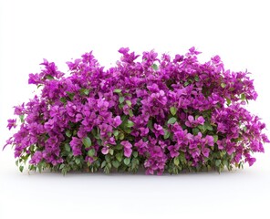Blooming Bougainvillea Bush with Purple Flowers Isolated on White Background