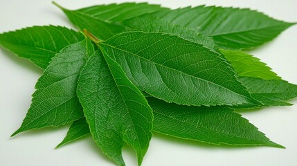 Fototapeta premium A close-up view of green leaves, highlighting their intricate veins and rich hues, forming a beautiful and natural background full of life and organic detail. , Minimalism Clean and clear background