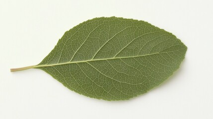 Obraz premium A close-up of vibrant green leaves, with delicate veins and smooth surfaces, creating a rich, organic background that highlights the beauty of natureâ€™s details. , Minimalism Clean and clear