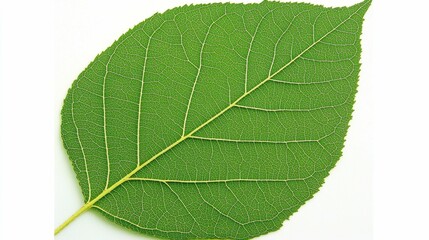 Obraz premium A detailed close-up of green leaves with fine veins and rich color, providing a natural and vibrant backdrop full of organic beauty and tranquility. , Minimalism Clean and clear background color,