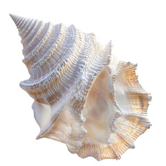 Stunning Spiral Shell: Nature's Artistry on a white background.